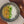 Malay Coconut
